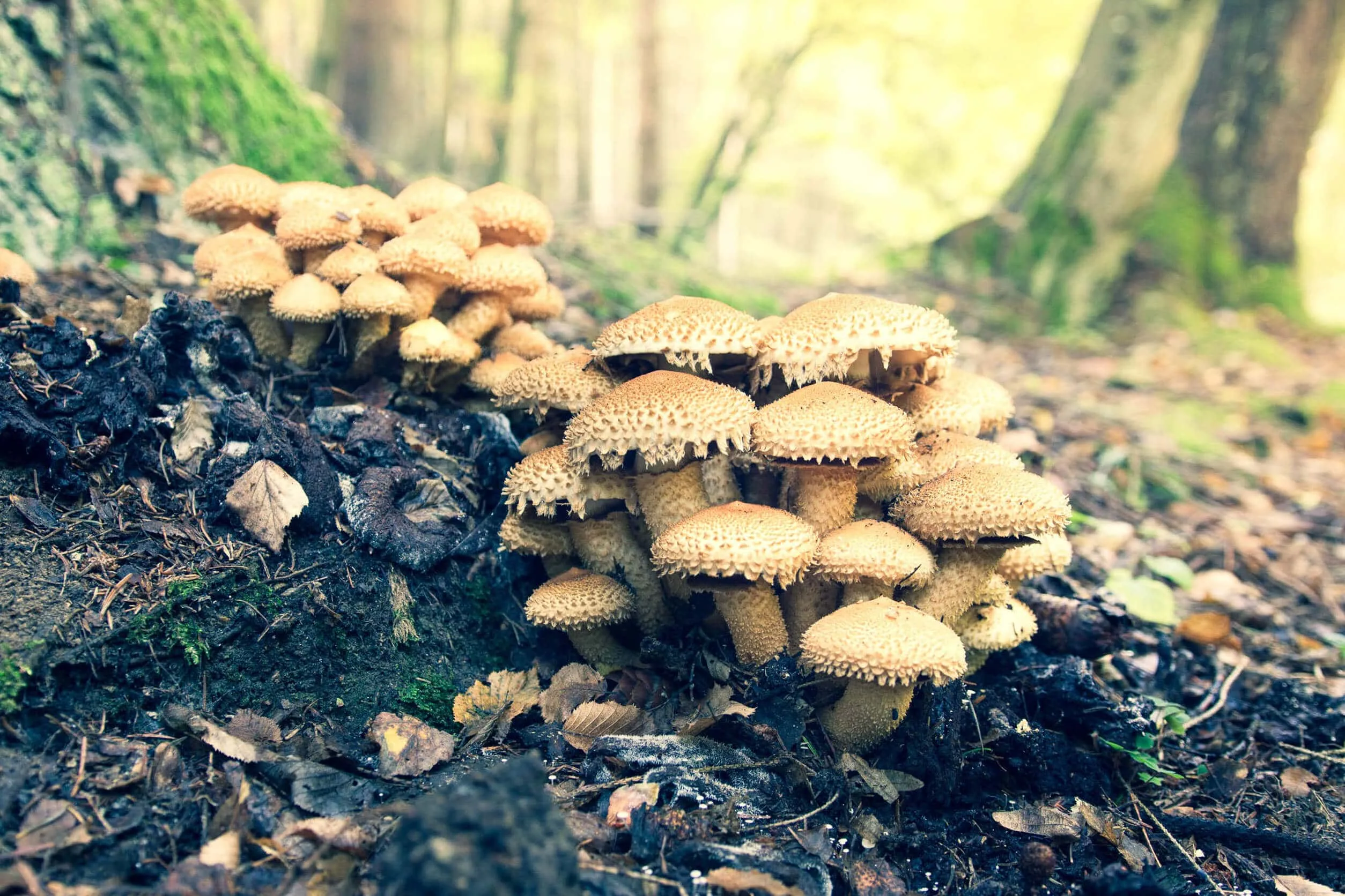 опята в лесу