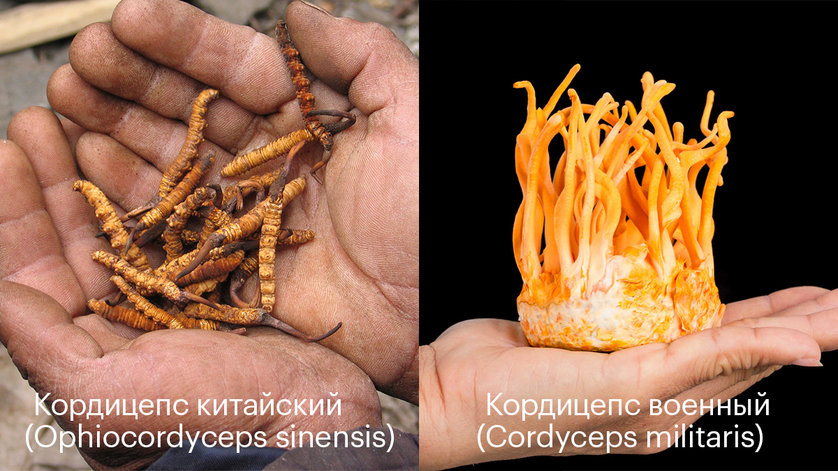 кордицепс китайский и кордицепс военный