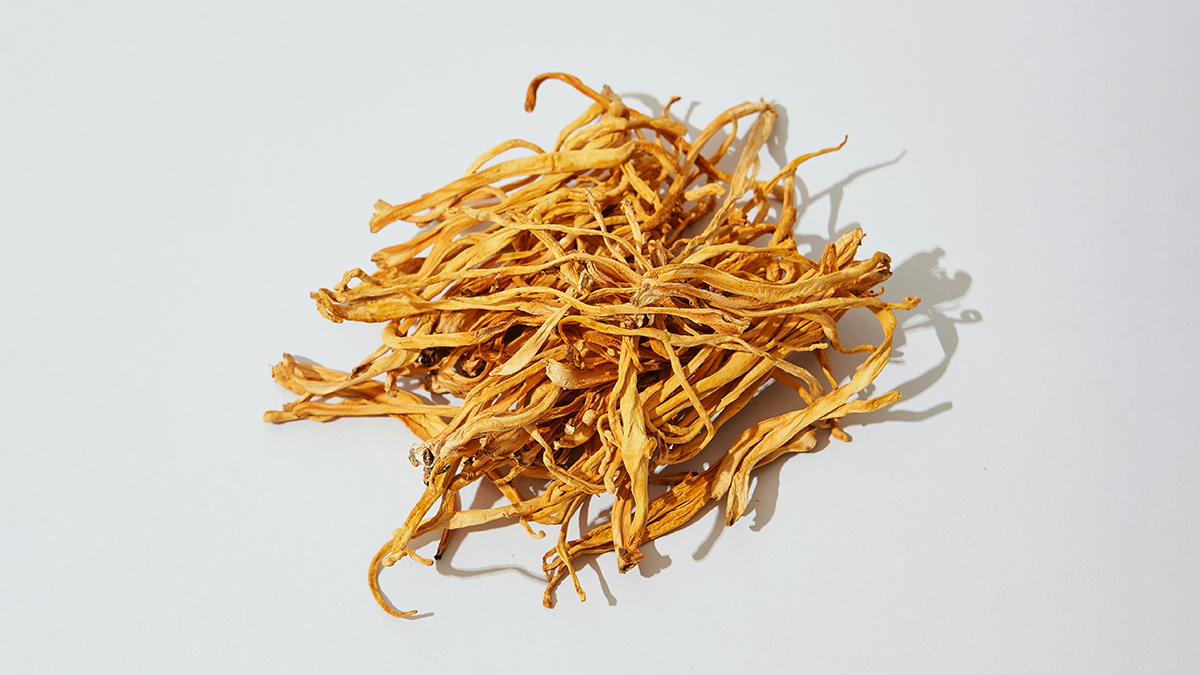 Кордицепс военный (Cordyceps militaris)